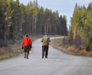 Pågående Jakt längs Hälleströmsvägen Foto: Marit Johansson